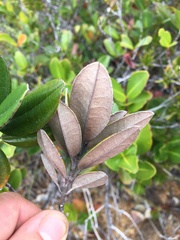 Myrtopsis macrocarpa