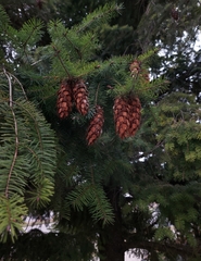 Pseudotsuga menziesii