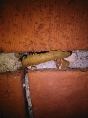 Phlogophora meticulosa