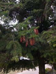 Pseudotsuga menziesii