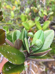 Myrtopsis macrocarpa