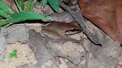 Pristimantis zeuctotylus