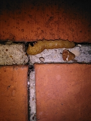 Phlogophora meticulosa