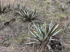 Yucca pallida