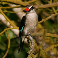 Halcyon senegalensis