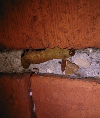 Phlogophora meticulosa