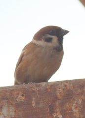 Passer montanus malaccensis