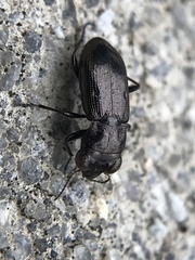 Notiophilus biguttatus