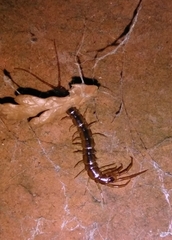 Lithobius melanops