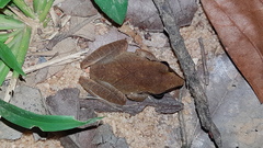 Pristimantis zeuctotylus