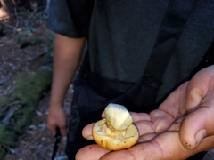 Suillus caerulescens