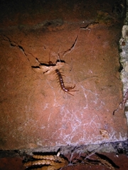 Lithobius melanops