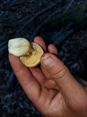 Suillus caerulescens