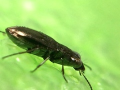 Notiophilus biguttatus