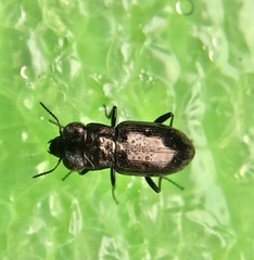 Notiophilus biguttatus