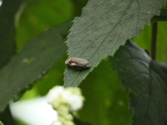 Aspisoma ignitum
