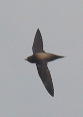 Hirundapus giganteus