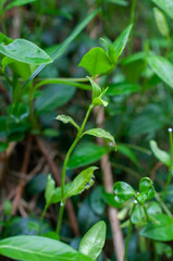 Puccinia cribrata