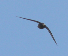 Hirundapus giganteus