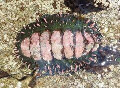 Acanthopleura echinata