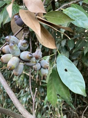 Lithocarpus glaber
