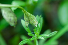Puccinia cribrata