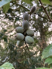 Lithocarpus glaber
