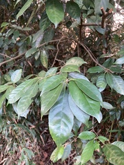 Lithocarpus glaber