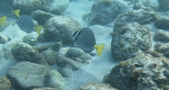 Prionurus laticlavius