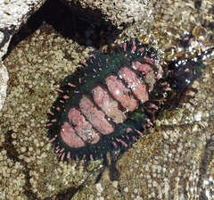 Acanthopleura echinata