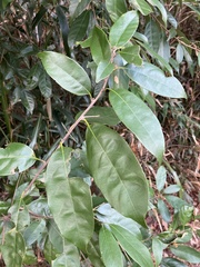 Lithocarpus glaber