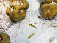 Halichoeres maculipinna