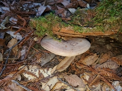 Lactarius argillaceifolius