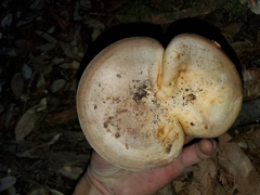 Lactarius argillaceifolius