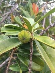 Lethedon salicifolia