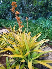 Aechmea aquilega