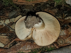 Lactarius argillaceifolius