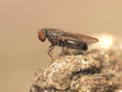 Limosininae
