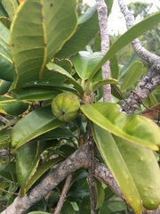 Lethedon salicifolia