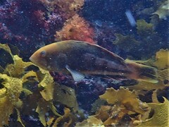 Notolabrus parilus