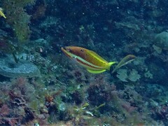 Pseudolabrus biserialis