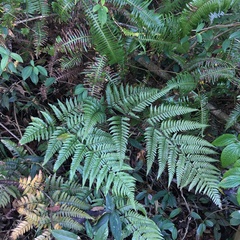 Dryopteris sordidipes
