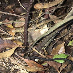 Dryopteris sordidipes