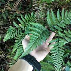 Dryopteris sordidipes