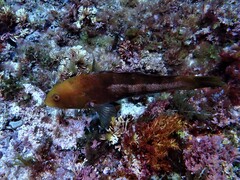 Notolabrus parilus