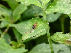 Hypanthidioides insularis