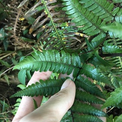 Dryopteris sordidipes
