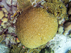 Colpophyllia natans