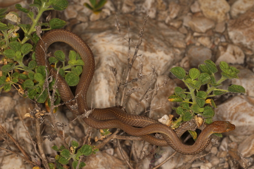 Photo of a Arabian Cat Snake (Telescopus dhara)