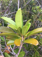 Lethedon salicifolia